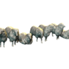 91bf4a1d1e2067d8dfe5fe94fdf70edd.png Sheep - Owce - Reconquer Designs