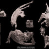68956111ab8dc2c82050865af807358e.jpg Orc Shaman on Wyvern - 1x