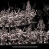 d6bbed71d52faae33597939360736f4c.jpg Daemons of Pestilence Battle-Ready regiment - 10x